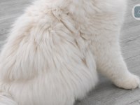 British Longhair Kedisi