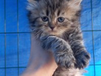 British longhair