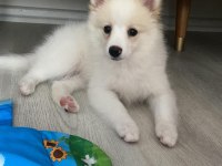4 aylık spitz yavru