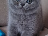 Scottish Fold Yavrular Sahibinden