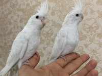 Full evcil 60 günlük albino kırmızı göz sultan yavrular