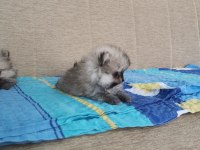 Tayland kanı şampiyon soy hattı pomeranian yavrular