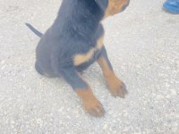Rottweiler