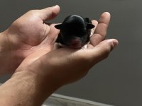 UYGUNA 0 NUMARA TERRİERLER DİŞİ VE ERKEK