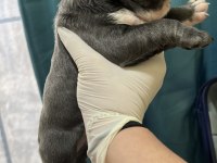 BLUE FRENCH BULLDOG BEBEKLER