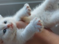 British shorthair beyaz yavru