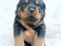 Rottweiler köpeği yavru