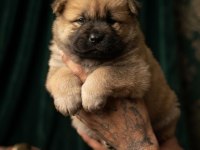 Chow Chow Köpeğimiz