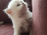 British shorthair ve scottish fold yavrular
