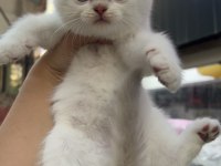 British shorthair golden point dişi erkek kardeşler