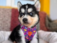 Mükemmel gözleriyle husky Sibirya kurdu yavrularımız