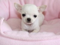 Elma Kafa Teacup Chihuahua Yavrularımız
