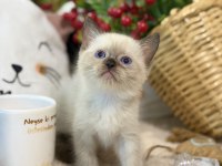 Çikolata point british shorthair