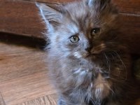 Maine Coon Pet Scrlı Ns Erkek