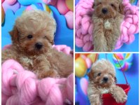 Maltipoo f2 f1 doğru Jenerasyon tüy dökmez Orjinal