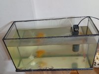 Komple gördüğünüz gibi akvaryum