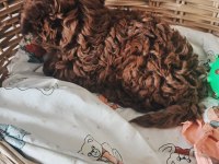 Toy poodle red brown