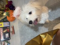 White terrier dişi 1 yaşında