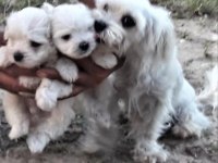 Sıfır Beden Terrier Bebekler