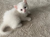 2 Aylık british Shorthair beyaz
