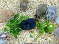HAMSTER SURİYE GONZALES