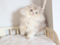 Safkan Ay11 Pofuduk British Longhair