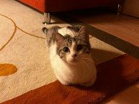 GEÇİCİ YUVA ARIYORUZ KEDİMİZE