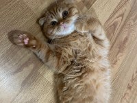 Scottish fold oğlumun Çiftleşmesi için dişi arıyorum