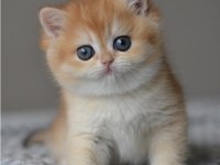 Efsane Golden NY12 British Shorthair