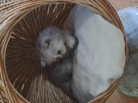 British longhair erkek