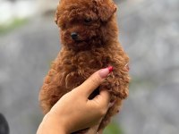 Toy Poodle Yavrular
