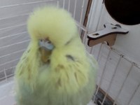 Limon-duman muhabbet kuşu çifti