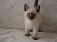 Blue point british shorthair kardeşler