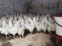 Yumurta tavuğu