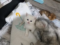 Scottish fold ve scottish straight kedisi