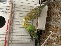 Sağlıklı Ve Birbirine Alışkın Muhabbet Kuşu Çifti