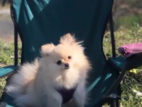 Çok akıllı pomeranian kızımızı sahiplendirmek durumundayız