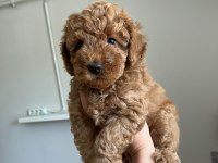Toy Poodle Köpeğimizi Sahiplendirme