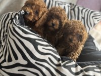 Kg garantili toy poodle yavrularım
