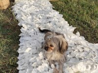 Yorkshire terrier