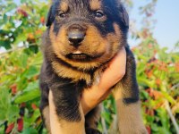 Koca Kafa Küt Burun Rottweiler Yavruları