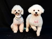 3,5 aylık erkek bichon frise