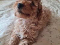 Apricot renk poodle