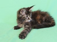 Maine coon black tabby dişi