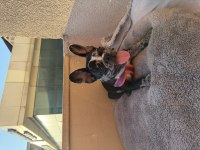 3 aylık erkek tuvalet eğitimli merle french bulldog
