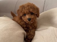 TOY POODLE BEBEKLER 