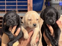 Labrador bebeklerimiz