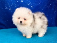 Pomeranian beyaz Merle mavi gözlü