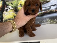 Çok Tatlı Orijinal Toy Poodle Yavrusu
