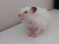 Hamster Coco Yeni Yuvasını Arıyor (Eşyalarıyla Birlikte)